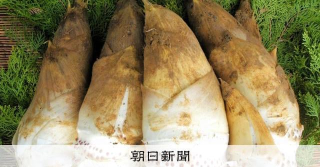 京都名産のタケノコ 害虫で収量半減 「不作が3年続いたら……」