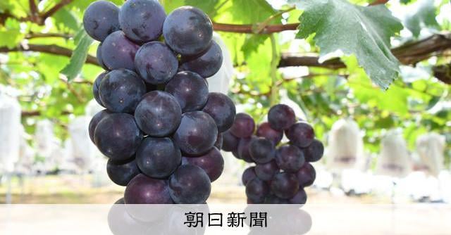 ブドウ界のトップ交代 シャインマスカットが「王様」巨峰を抜く