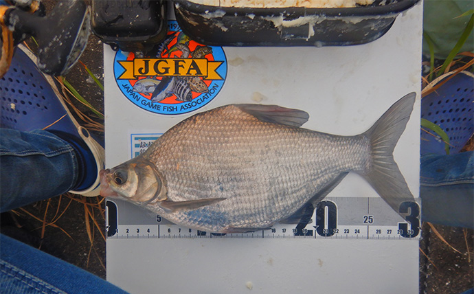 1泊2日で大型ハクレンを狙う【茨城・常陸利根川】メーター超え本命と嬉しい対面！