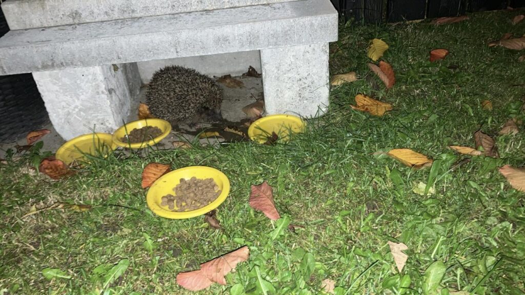 私たちの小さな友達を助けることを忘れないでください。 ❤️ 🦔
