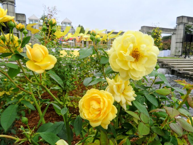 ぐんまフラワーパークプラスのオリジナルローズ「ココンジョーヌ」