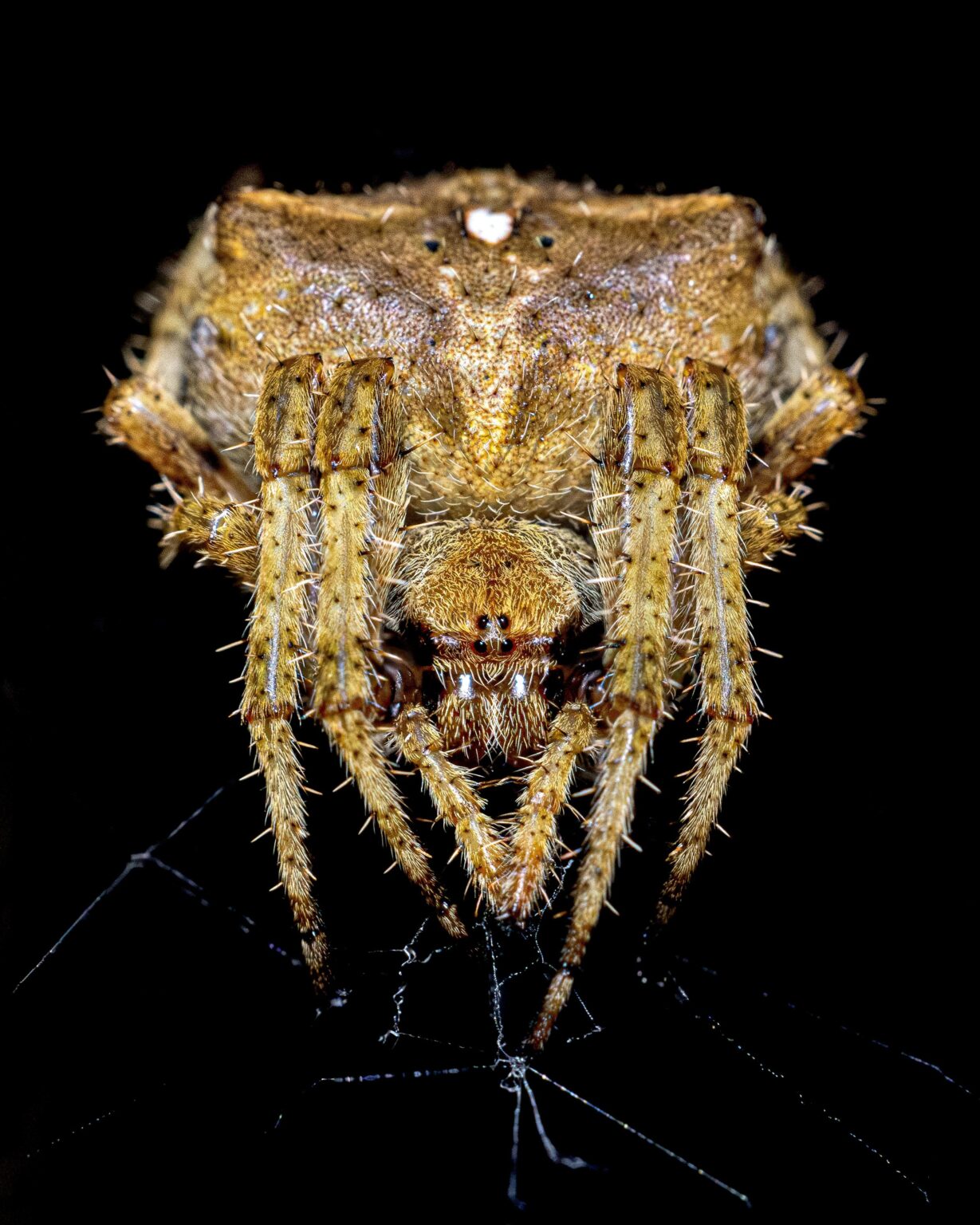 ア・コルーニャ州フェロルの庭のクモ (Araneus angulatus)
