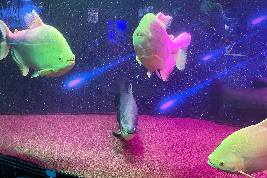 「プラネットアクア・ポート~UNDER WATER SPACE~」より（Lmaga.jp撮影）