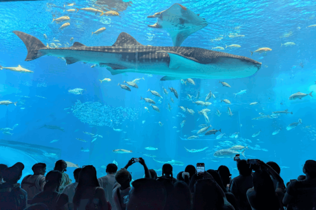 古宇利大橋、フクギ並木、ヤドカリ... 沖縄本島の魅力をプレゼン！ 「Google Pixel プロダクトスペシャリスト」と巡る観光スポット