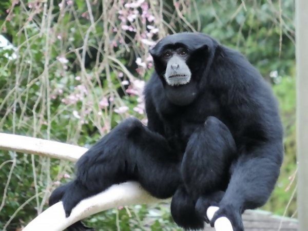 フクロテナガザル