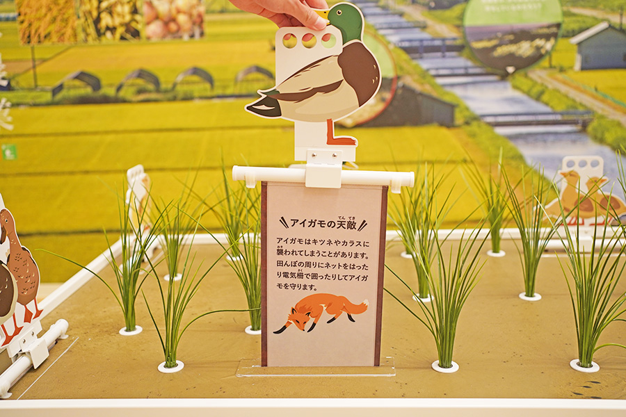 兵庫県の県鳥「コウノトリ」を復活させるために取り組んだ「アイガモ農法」を学べる展示（10月7日／Lmaga.jp撮影）