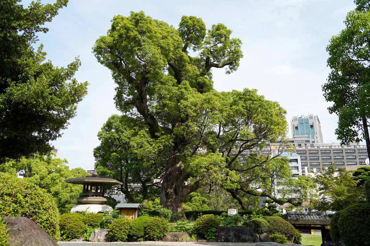 相楽園の大クスノキ