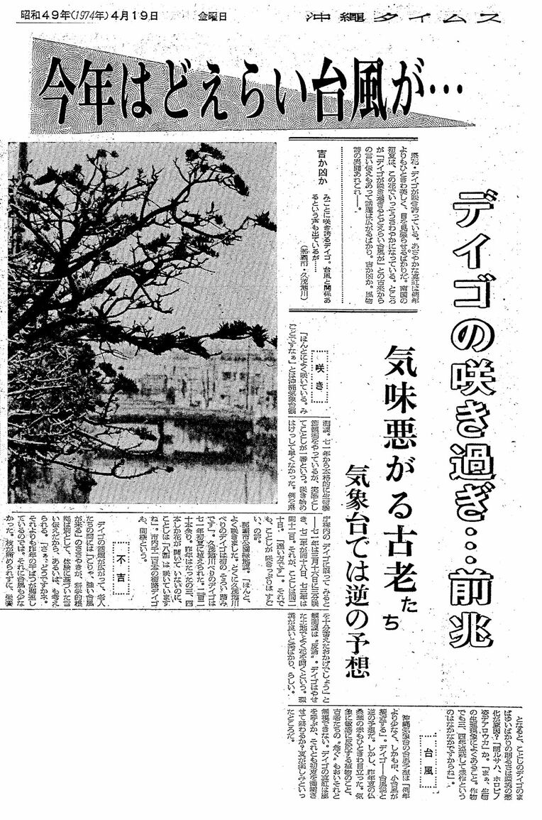 デイゴが咲き乱れたことを報じる1974年4月19日付沖縄タイムス