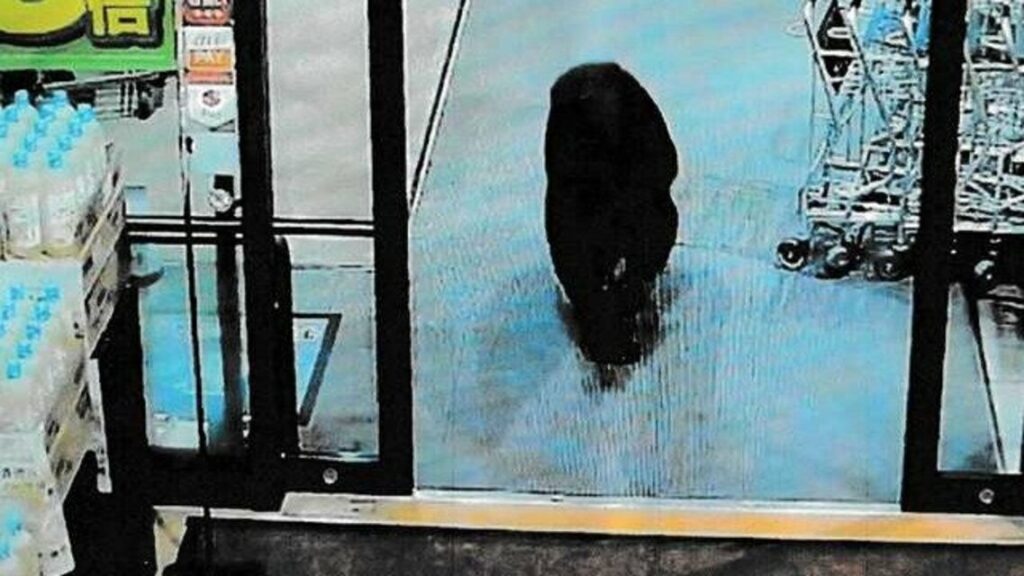 【続報】群馬・沼田市のスーパーにクマ侵入 客2人けが、クマは逃走 - 上毛新聞電子版