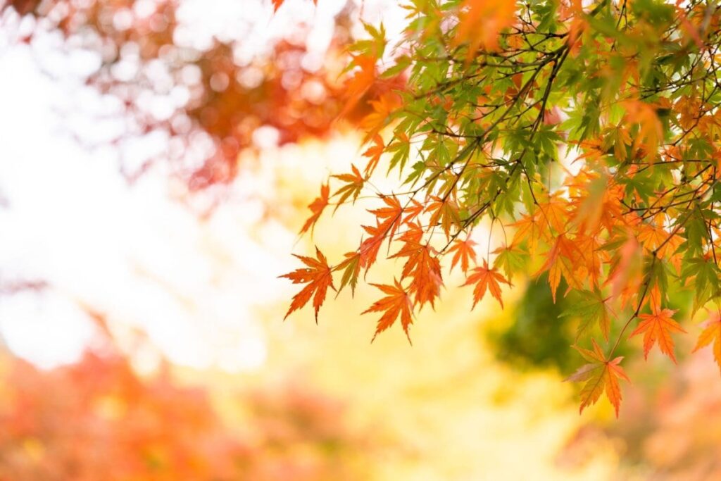 福島県の磐梯吾妻スカイラインの紅葉を撮影　日曜日に撮影したとは思えない「まさかの光景」が話題に | LIMO | くらしとお金の経済メディア