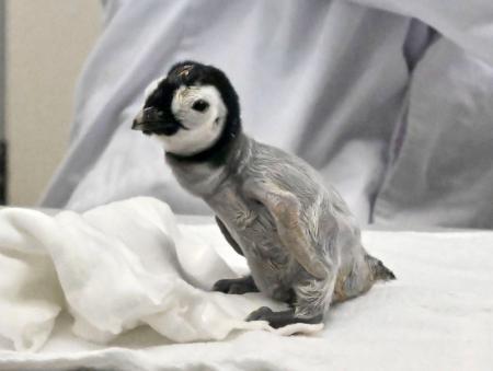 赤ちゃんペンギン公開、和歌山 元気に食事、性別はまだ不明 | | 全国のニュース