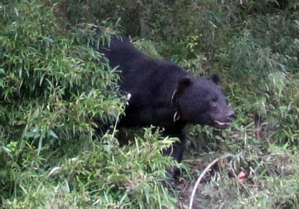 滋賀県でツキノワグマ「人里への出没が増える可能性」 今秋の予測発表、特に懸念されるエリアは｜京都新聞デジタル 京都・滋賀のニュースサイト - 京都新聞デジタル