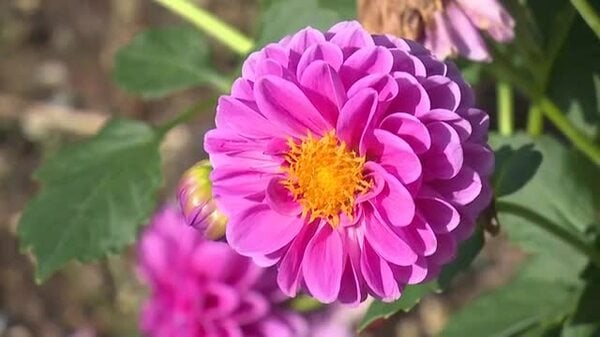 富山県内、秋晴れの一日に すっきりとした青空広がる 氷見あいやまガーデンではダリアが見頃｜FNNプライムオンライン - FNNプライムオンライン