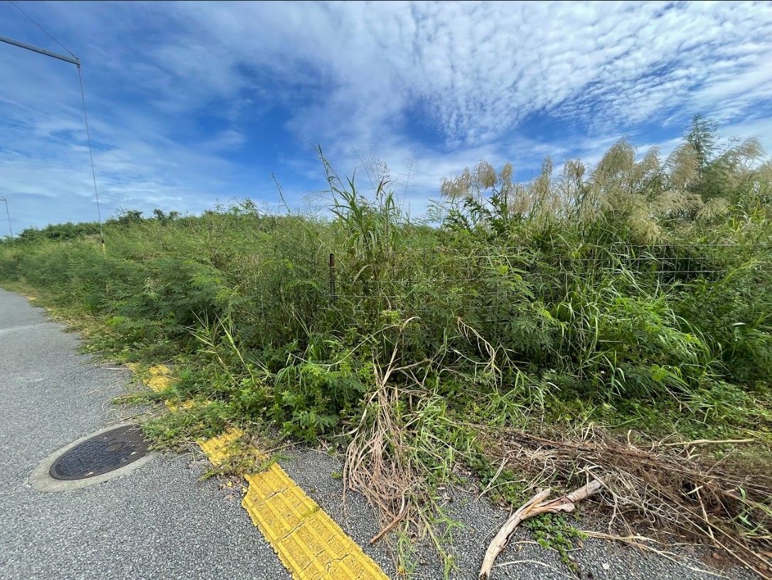 建設予定地からはみ出た雑草が点字ブロックに覆いかぶさっている＝10月23日、沖縄県与那原町