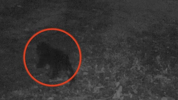 黒部市のAIカメラが捉えた「成獣クマの姿」 富山県内で目撃276件、ドングリ不作で人里に出没か｜FNNプライムオンライン - FNNプライムオンライン