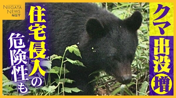 クマが家に！？新潟県内の人身被害過去最多…“住宅侵入”の危険性に専門家警鐘「施錠・ゴミ処理かなり配慮必要」｜FNNプライムオンライン - FNNプライムオンライン