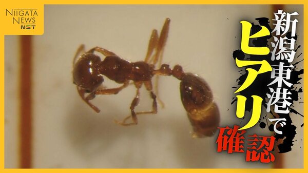 毒性強く死に至ることも…新潟東港で“ヒアリ”見つかる 新潟県内では初確認 発見した場合は市町村・保健所へ連絡を｜FNNプライムオンライン - FNNプライムオンライン