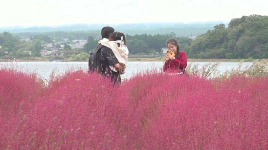 「これほど美しい植物はみたことがない」2200株のコキアが赤く染まる 10月に入り紅葉すすむ 山梨・大石公園 | 山梨のニュース | ＵＴＹテレビ山梨 (2ページ) - TBS NEWS DIG