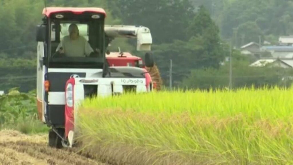 愛媛県のブランド米“ひめの凜”収穫最盛期 愛媛 | 愛媛のニュース - Nスタえひめ｜あいテレビは6チャンネル - TBS NEWS DIG