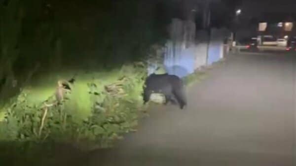 富山市堀の住宅地に成獣とみられるクマ、道路から歩いて茂みへ 富山地方鉄道の上堀駅付近｜FNNプライムオンライン - FNNプライムオンライン