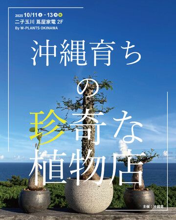 農園直送！ やちむん鉢とのコーディネートも楽しめる「沖縄育ちの珍奇な植物店 」by W-PLANTS を二子玉川 蔦屋家電で3日間限定開催。 | PRTIMESプレスリリース