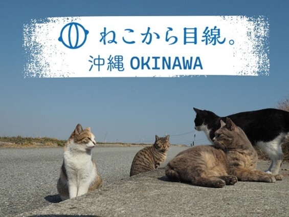 ねこから目線。沖縄