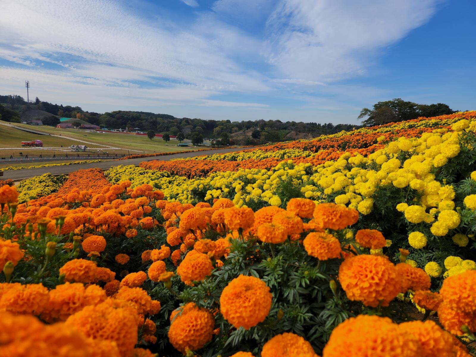 東京ドイツ村“約11万株が咲く”日本一のマリーゴールド畑、大輪の花が彩るオレンジ＆黄色の絶景｜写真1