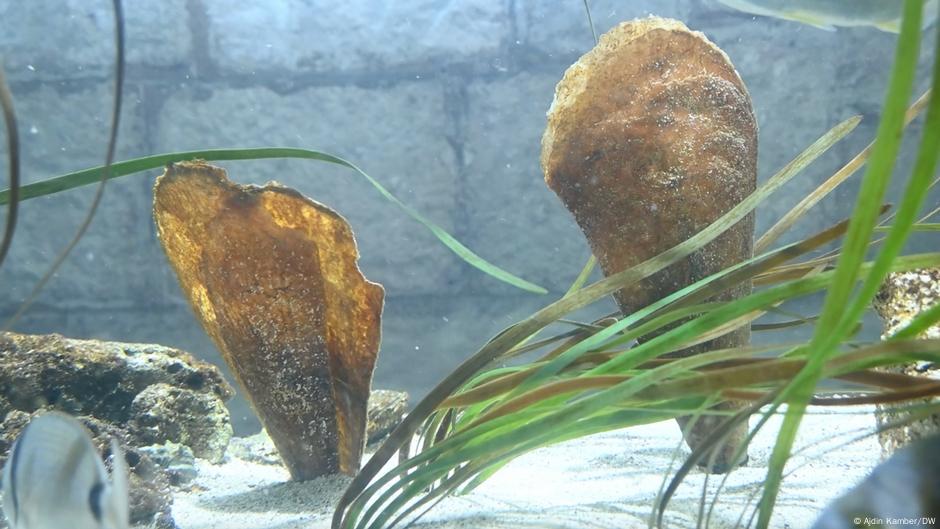 クロアチアの科学者たちが地中海最大の二枚貝を救うために競う