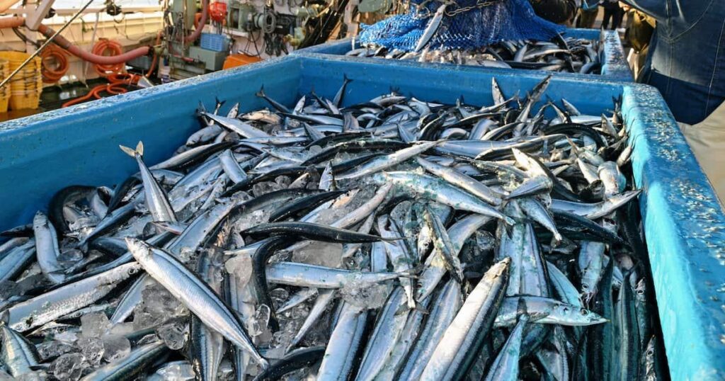 福島・いわきの小名浜港でサンマ初水揚げ 秋の味覚到来、例年より大ぶりの魚体
