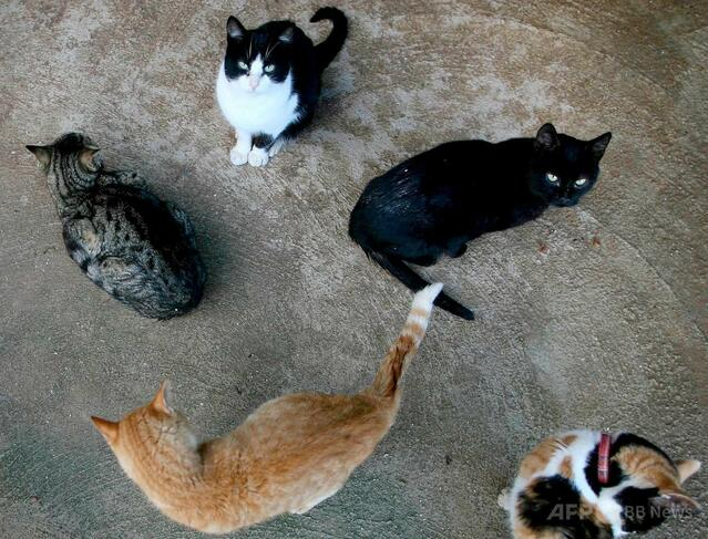 スペインの町が黒猫の譲渡禁止 ハロウィーンの「邪悪な儀式」や「映え狙い」対策