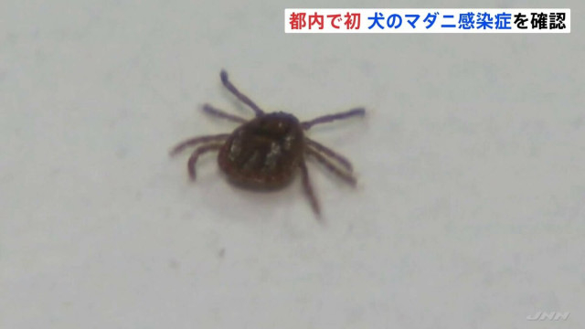 都内で初　犬のマダニ感染症「SFTS」感染確認　人への感染は過去2件　マダニに刺されないよう東京都が注意呼びかけ