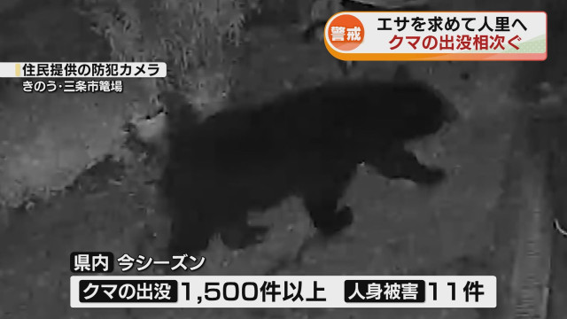 【警戒】相次ぐクマ被害　11人が襲われケガ「クマ出没特別警報」発表中 　エサ求めて人里へ出没《新潟》