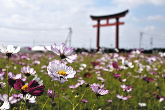 夏ばて 花畑で癒やして　伊勢崎でコスモス見頃　19日にイベント