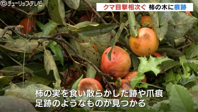 クマ目撃相次ぐ 富山市では柿を食い荒らしたような跡 爪痕 足跡も 富山