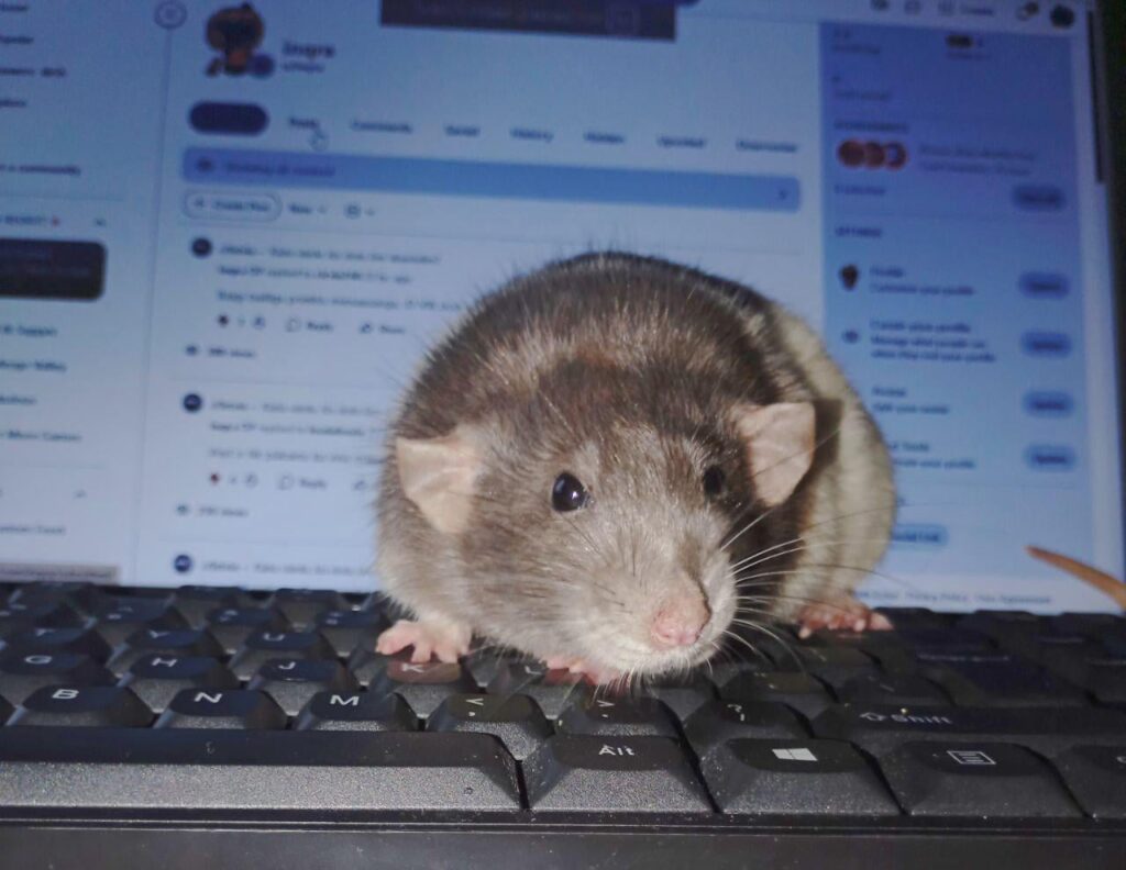 この Reddit プロフィールの背後にあるものは次のとおりです。それは何ですか？