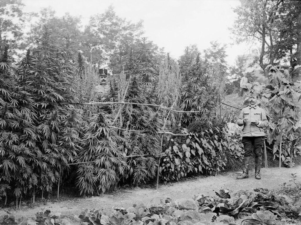1916年、リュブリャナの大麻農園を検査する兵士