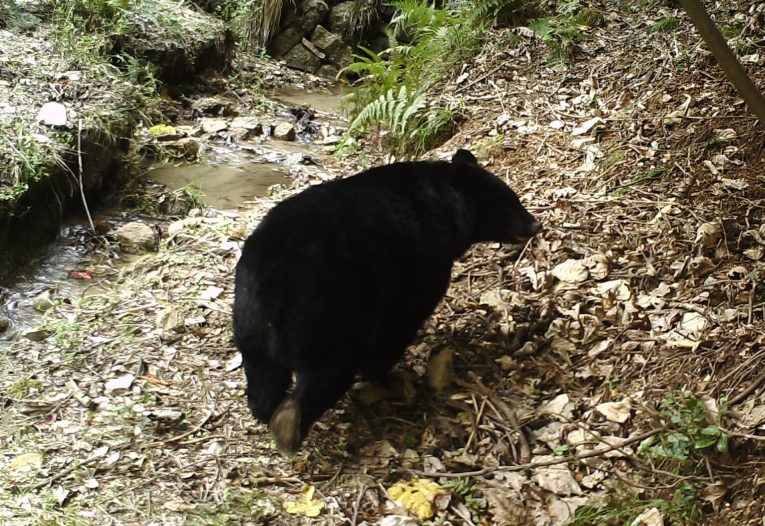 愛知県「ツキノワグマ出没予測」を発表　ドングリ凶作で人里へ出没する可能性高まる　2025年度は県内で14件の確認情報 - Locipo（ロキポ） 無料テレビ動画・見逃しネット配信サービス