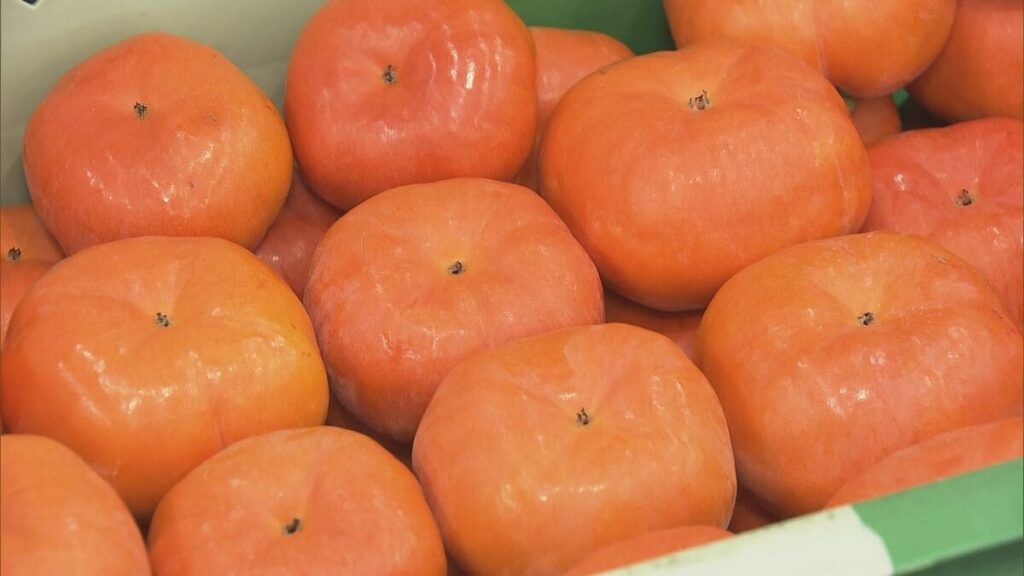 柿シーズン到来！岐阜･本巣市で早生品種｢早秋｣｢太秋｣出荷始まる 猛暑で色づき遅れるも“例年よりも糖度高い” - Locipo（ロキポ） 無料テレビ動画・見逃しネット配信サービス
