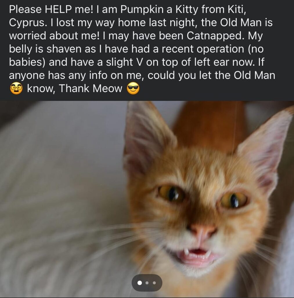 行方不明の猫