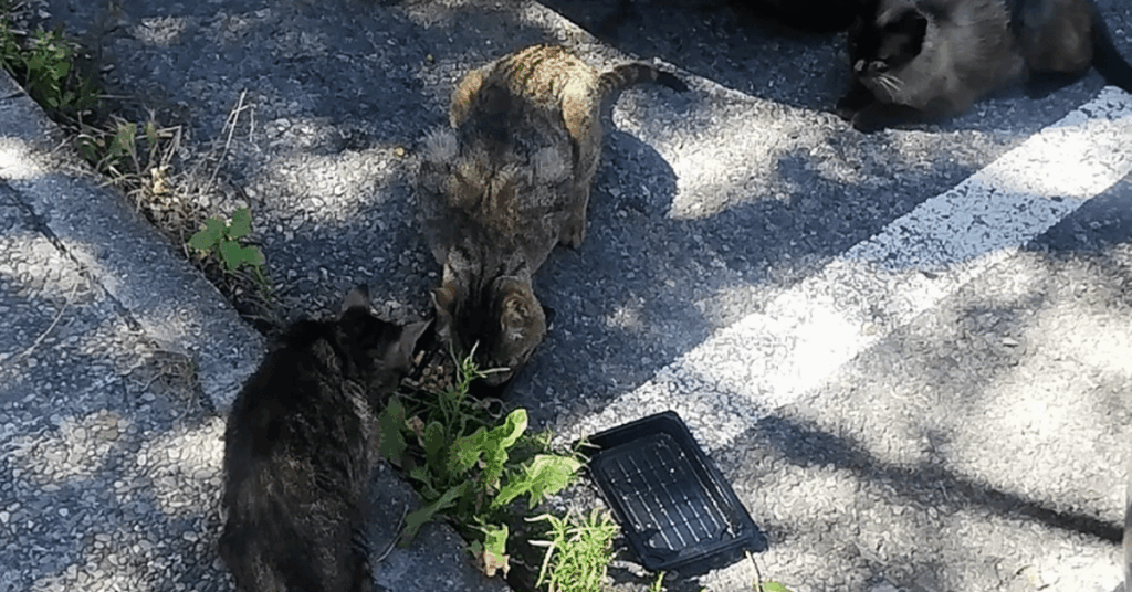 捨て猫のコロニーを管理する計画