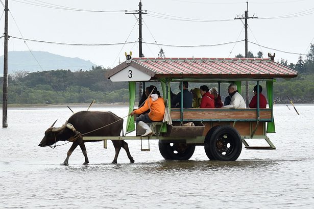 水牛車に「世界初」タッチ決済 沖縄・西表島~由布島 琉銀と三井住友