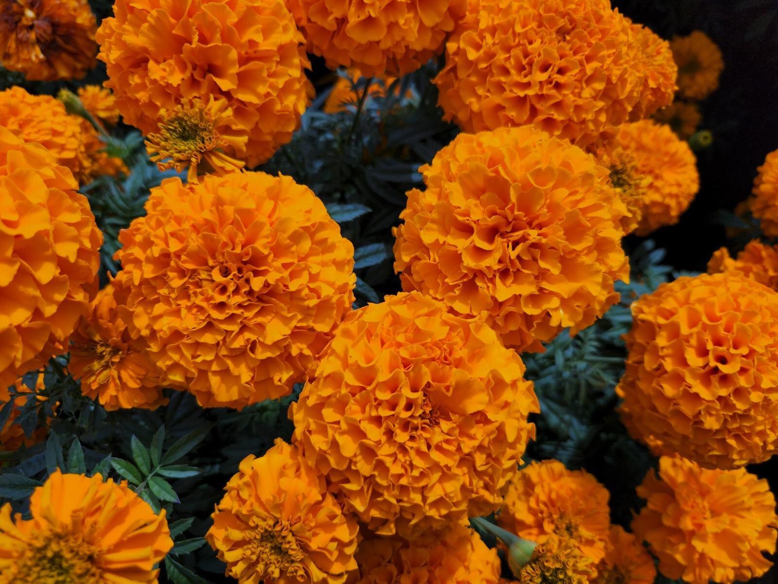 東京ドイツ村“約11万株が咲く”日本一のマリーゴールド畑、大輪の花が彩るオレンジ＆黄色の絶景｜写真2