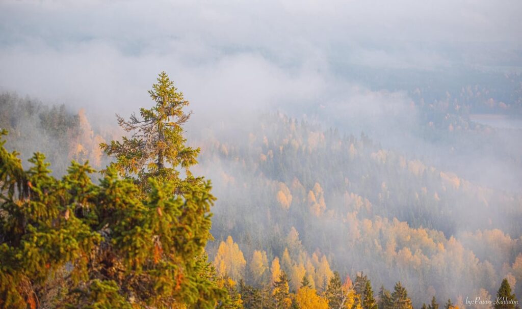 この秋もコリにハイキングに行きました - 決して年をとらない 🍁🇫🇮