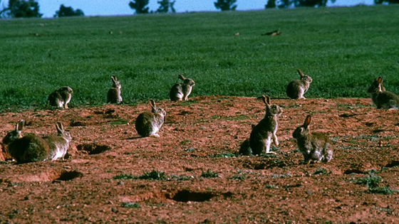 オルガノイド培養システムの改良でウサギの生物防除戦略を推進 豪CSIRO|大洋州科学技術ニュース|Science Portal Oceania 大洋州（オーストラリア、ニュージーランド等）の科学技術の今を伝える