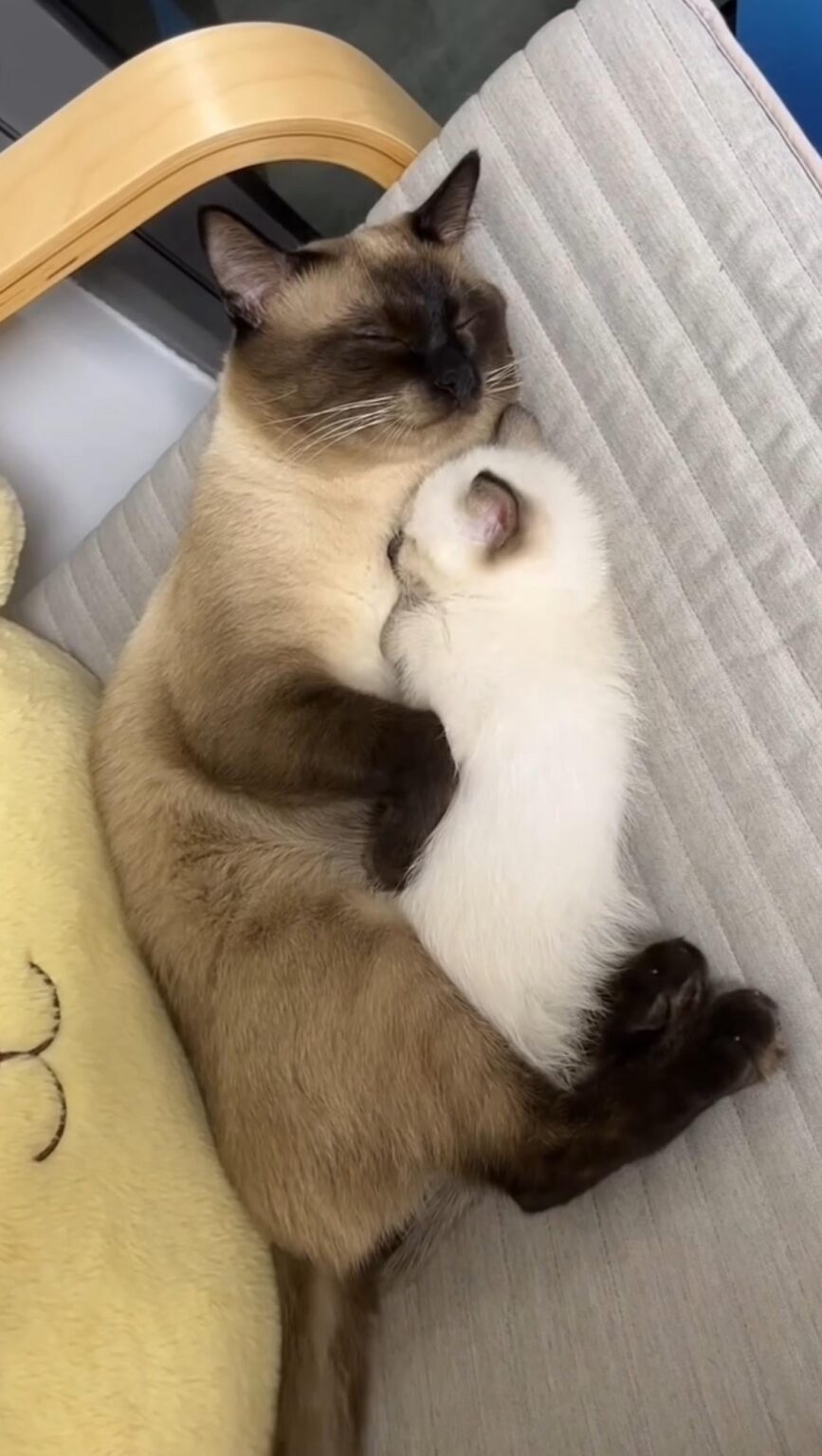 にゃーんちゃん