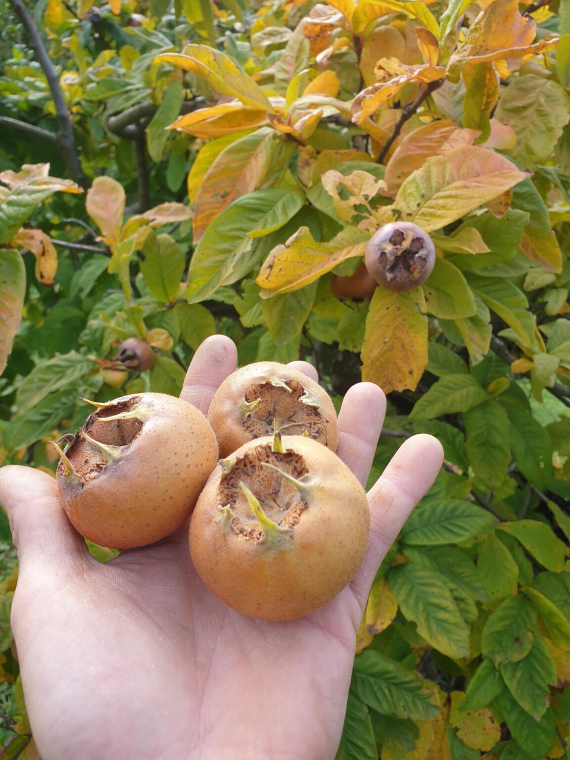 あなたは今でもさやを食べますか?食べるならどのように食べますか?