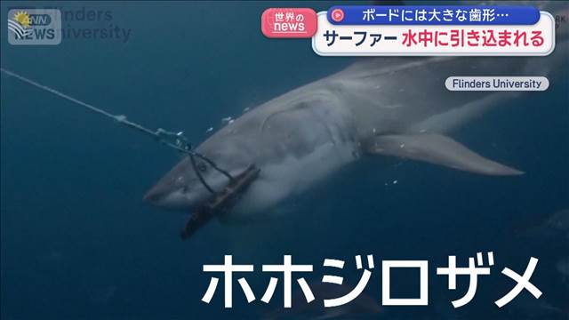 サーファー　水中に引き込まれる　ボードには大きな歯形…　オーストラリア – Quebee キュエビー