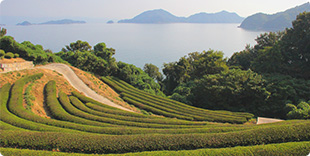 粟井地区にあるお茶畑の写真