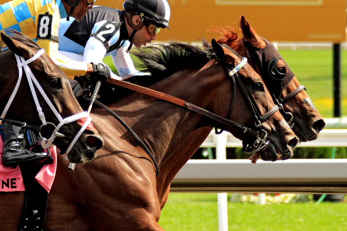 【アルゼンチン共和国杯2025予想】過去10年のレース結果・配当・血統まとめ　傾向分析に使えるお役立ちデータ