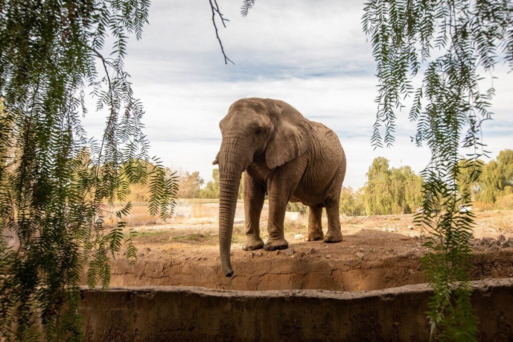 アルゼンチン最後の飼育ゾウが40年ぶりに解放、自由な保護区域へ | ナショナル ジオグラフィック日本版サイト